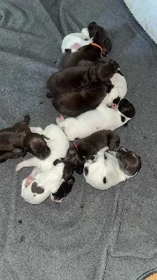 German shorthaired pointer - Photo 3