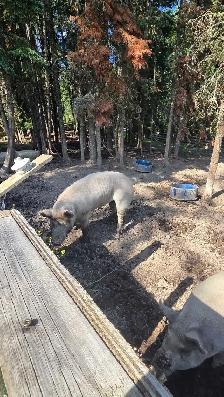 Two pigs.
