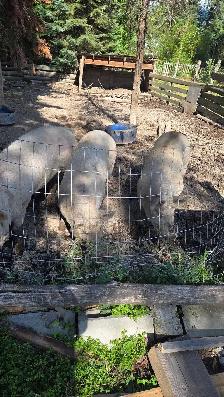 Two pigs. - Photo 2