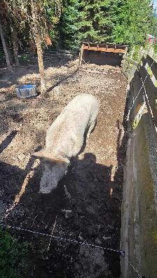 Two pigs. - Photo 3