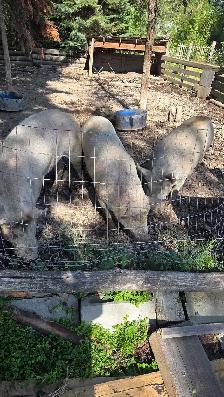 Two pigs. - Photo 4