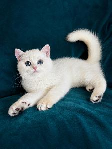 British Shorthair Golden Lilac Colorpoint Kitten / Blue Eyes - Photo 2