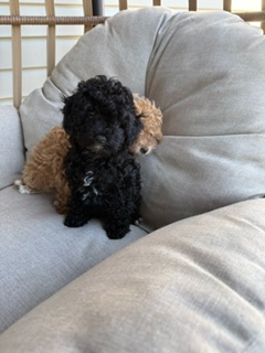 Chiot Caniche Toy
