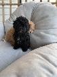 Chiot Caniche Toy