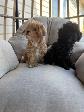 Chiot Caniche Toy - Photo 2