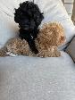 Chiot Caniche Toy - Photo 3