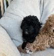Chiot Caniche Toy - Photo 4