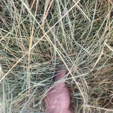 Hay for Sale - Photo 4