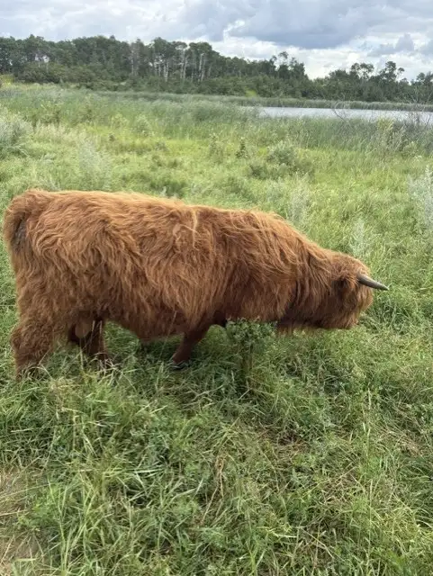 Highland Bulls for Sale