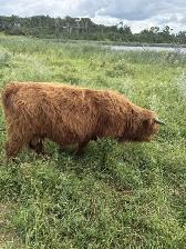 Highland Bulls for Sale