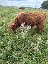 Highland Bulls for Sale - Photo 2