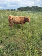 Highland Bulls for Sale - Photo 3