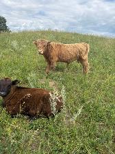 Highland Bulls for Sale - Photo 4