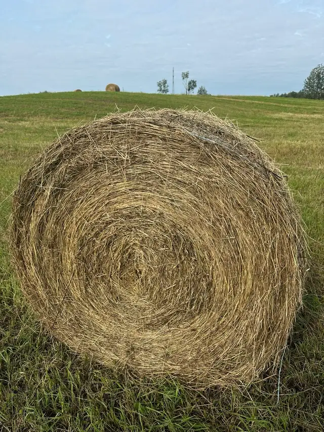 Hay for sale