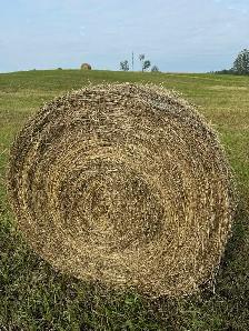 Hay for sale