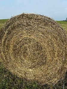 Hay for sale - Photo 2