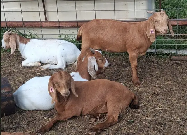 Boer Doeling Goats.  These female goats were born April 7 - 17.