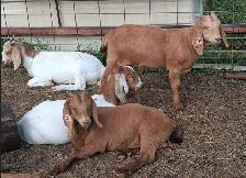 Boer Doeling Goats.  These female goats were born April 7 - 17.
