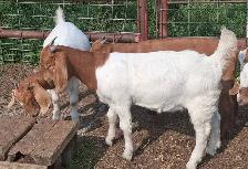 Boer Doeling Goats.  These female goats were born April 7 - 17. - Photo 2