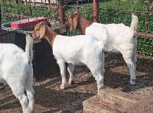 Boer Doeling Goats.  These female goats were born April 7 - 17. - Photo 3