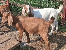 Boer Doeling Goats.  These female goats were born April 7 - 17. - Photo 4