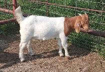 Boer Doeling Goats.  These female goats were born April 7 - 17. - Photo 5