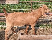 Boer Doeling Goats.  These female goats were born April 7 - 17. - Photo 6