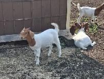 Boer Doeling Goats.  These female goats were born April 7 - 17. - Photo 7