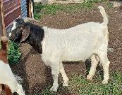 Boer Doeling Goats.  These female goats were born April 7 - 17. - Photo 8