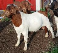 Boer Doeling Goats.  These female goats were born April 7 - 17. - Photo 9