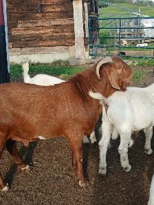 Boer Doeling Goats.  These female goats were born April 7 - 17. - Photo 10