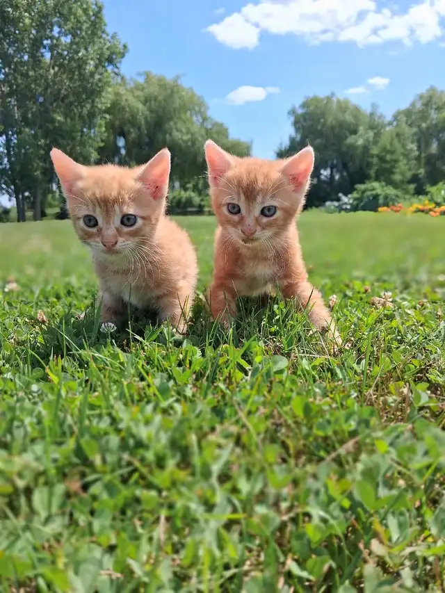 Cute kittens ready for new home !