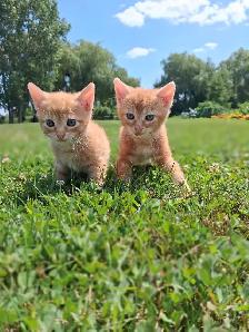 Cute kittens ready for new home !