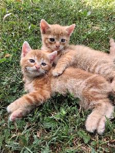 Cute kittens ready for new home ! - Photo 2