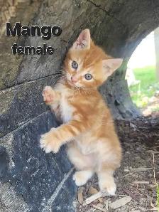 Cute kittens ready for new home ! - Photo 3