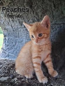 Cute kittens ready for new home ! - Photo 4
