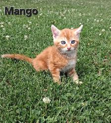 Cute kittens ready for new home ! - Photo 5
