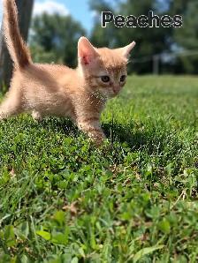 Cute kittens ready for new home ! - Photo 6