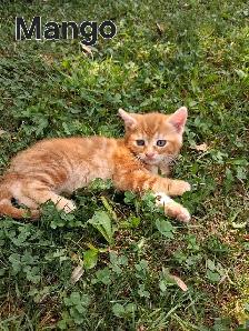 Cute kittens ready for new home ! - Photo 7