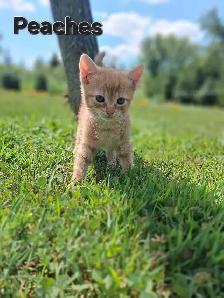 Cute kittens ready for new home ! - Photo 8