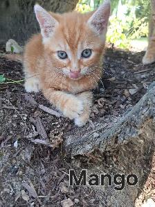 Cute kittens ready for new home ! - Photo 9