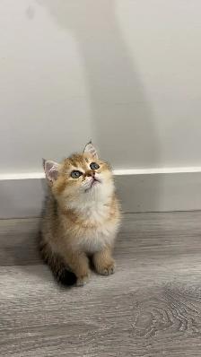 ✨ Gorgeous Purebred Golden British Shorthair Kitten ✨ - Photo 2