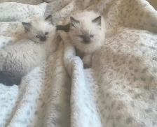 GORGEOUS BABY WHITEMITTTED & CHOCOLATEPOINT RAGDOLLS!