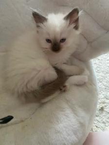 GORGEOUS BABY WHITEMITTTED & CHOCOLATEPOINT RAGDOLLS! - Photo 4