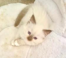 GORGEOUS BABY WHITEMITTTED & CHOCOLATEPOINT RAGDOLLS! - Photo 5