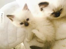 GORGEOUS BABY WHITEMITTTED & CHOCOLATEPOINT RAGDOLLS! - Photo 6