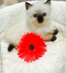 GORGEOUS BABY WHITEMITTTED & CHOCOLATEPOINT RAGDOLLS! - Photo 9