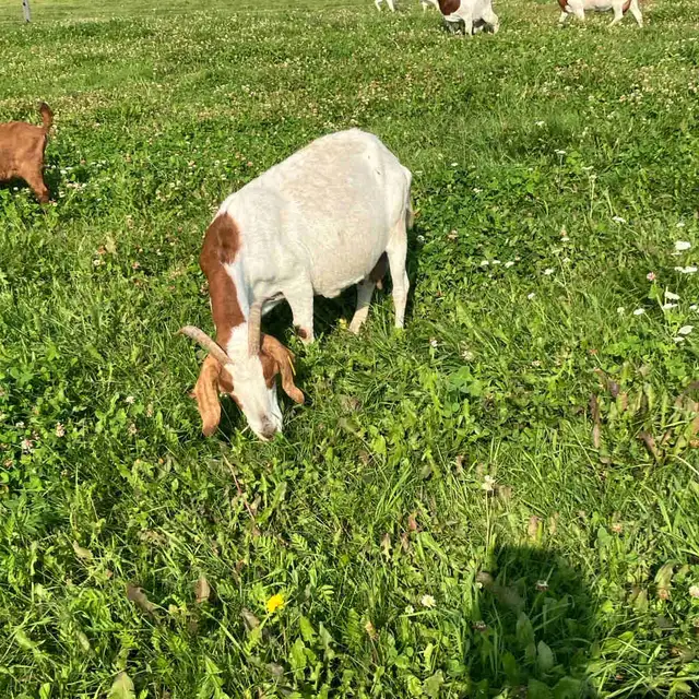 Older Boer Doe for sale