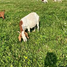 Older Boer Doe for sale
