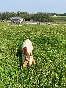 Older Boer Doe for sale - Photo 2